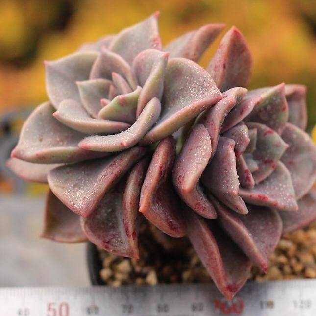 PRESALE Echeveria Bainesii