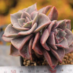 PRESALE Echeveria Bainesii