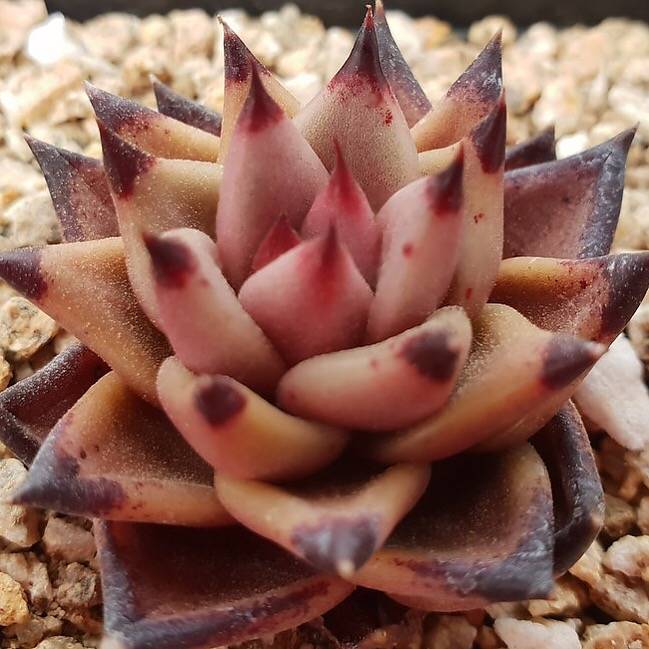 PRESALE Echeveria Agavoides Sirius, (Random)