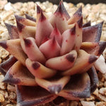 PRESALE Echeveria Agavoides Sirius, (Random)