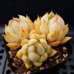 PRESALE Echeveria Lorena, (Random)