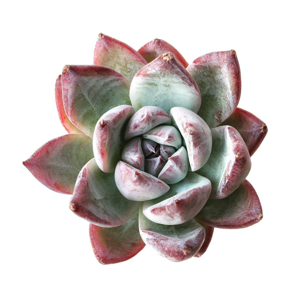 Echeveria Black Sabbath