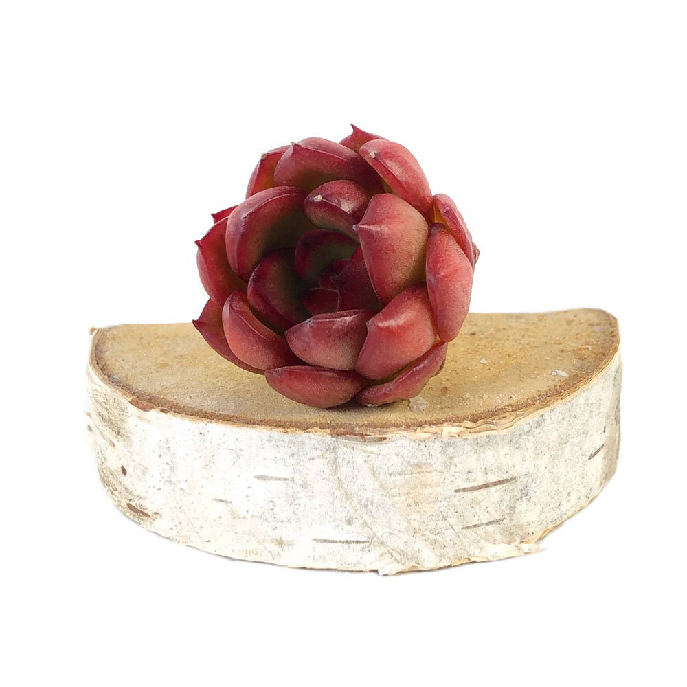 Echeveria Hybrid