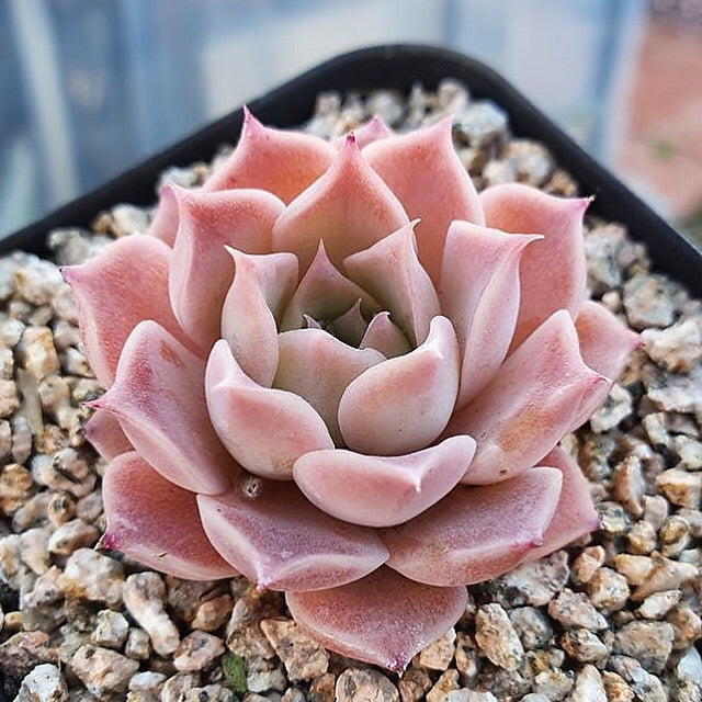 Sale! Echeveria 'Colina'