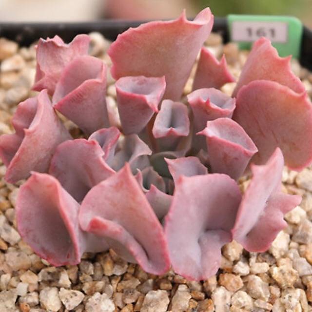 FLASH SALE- PRESALE Echeveria Trumpet Pinky, (Random)