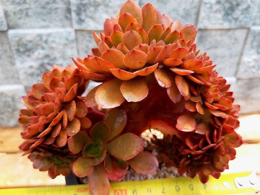 PRESALE Echeveria Ghidoric Iron, Cristata, (Not so Random)