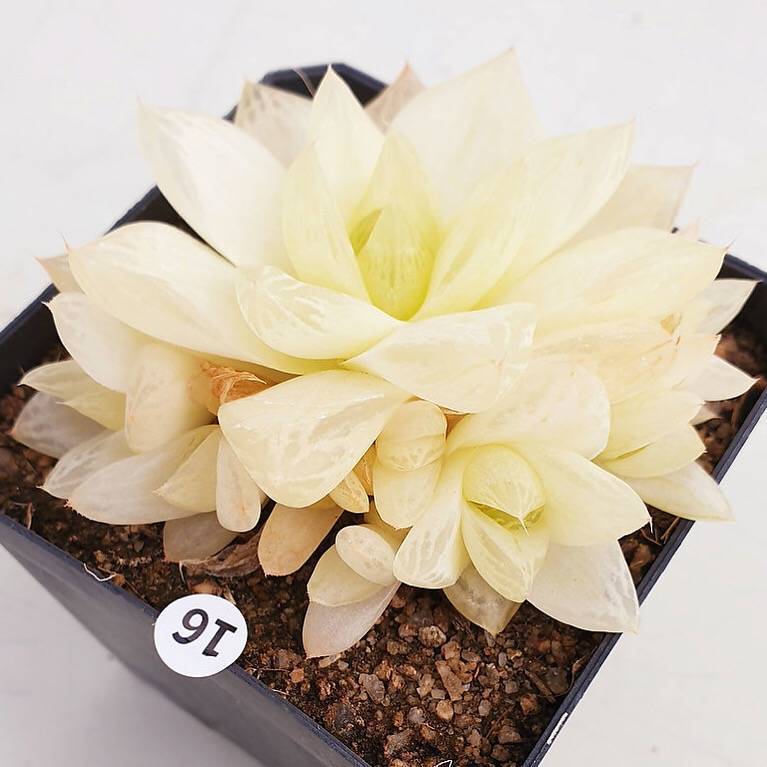 PRESALE Haworthia Cymbiformis f. Variegata, (Random)