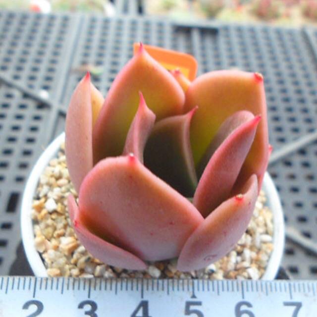 JUST CART!!!   PRESALE Echeveria HAKUHOU Hybrid, (Random)