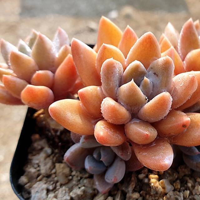 PRESALE Echeveria Sugar Jelly, (Not So Random)