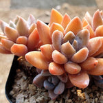 PRESALE Echeveria Sugar Jelly, (Not So Random)