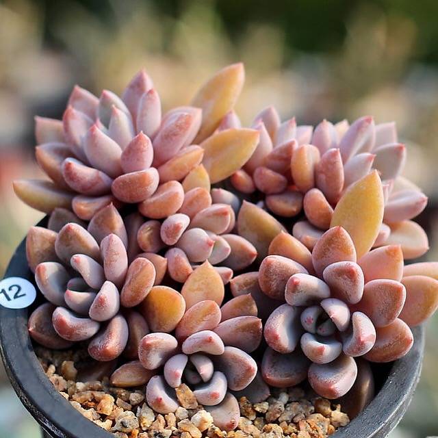 PRESALE Echeveria Sugar Jelly Cluster, (Random)