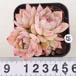 PRESALE Echeveria Maria, (Random)