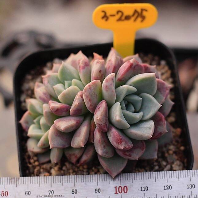 Echeveria Pink Spots, Triple, (NEW!)