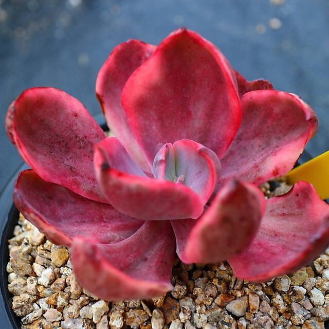 golden state succulents Echeveria Golden State, (Not so Random)