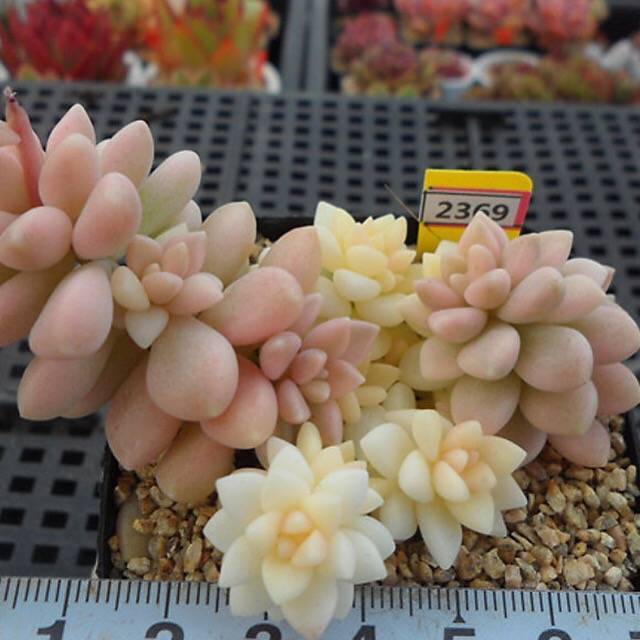 PRESALE Graptopetalum Mirinae, Variegata, (Random)