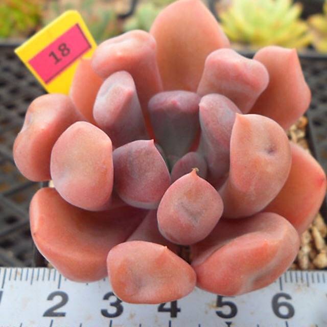 PRESALE Echeveria Cupid, (Random)