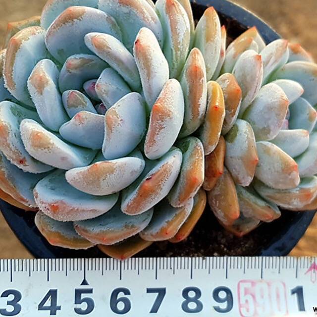 PRESALE Echeveria Monroe, Double, (Random)