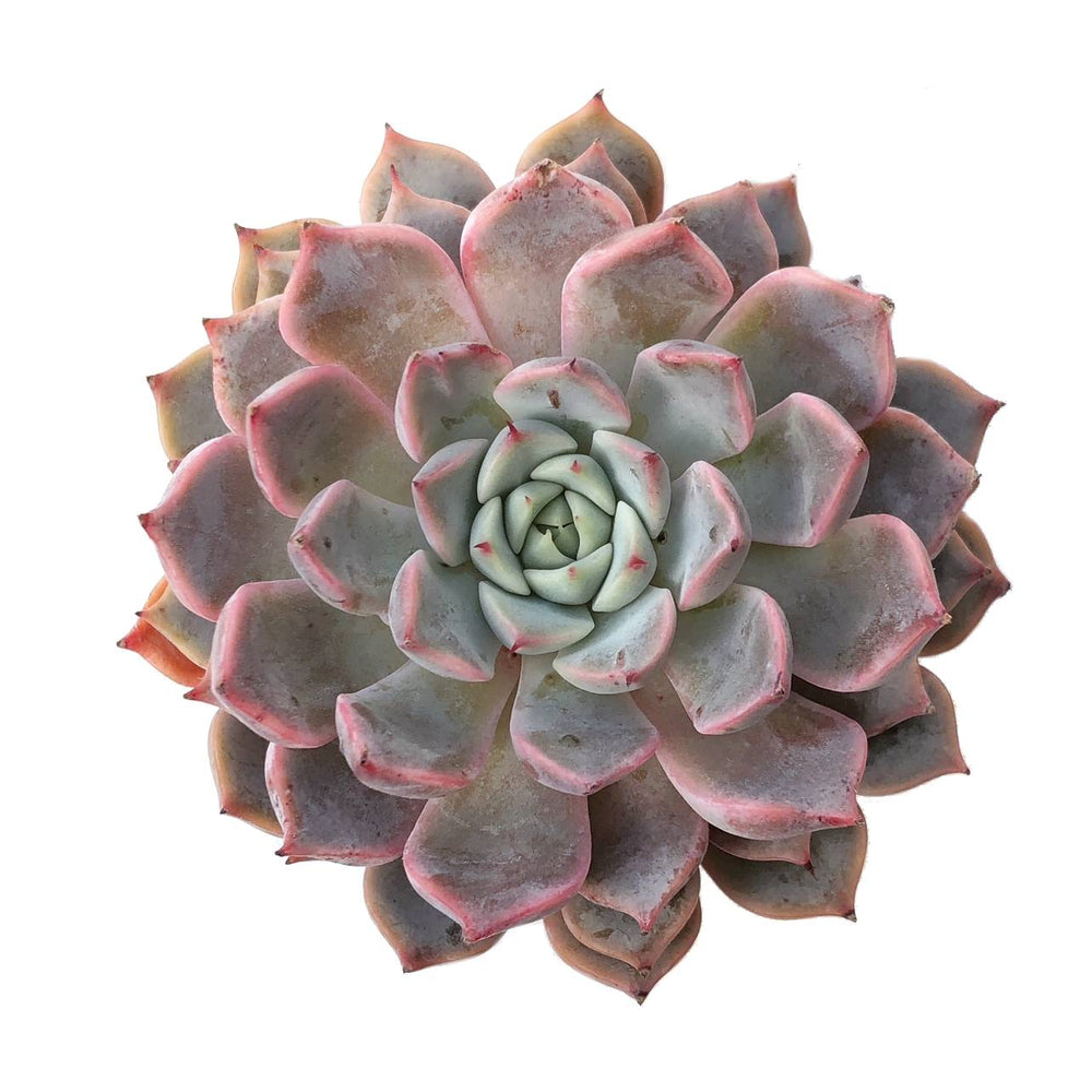 SALE! Echeveria Zaragosa (Changed Color)