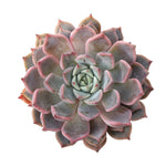 SALE! Echeveria Zaragosa (Changed Color)