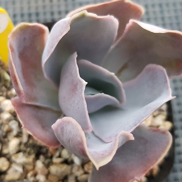 PRESALE Echeveria Vivian, NEW! (Random)