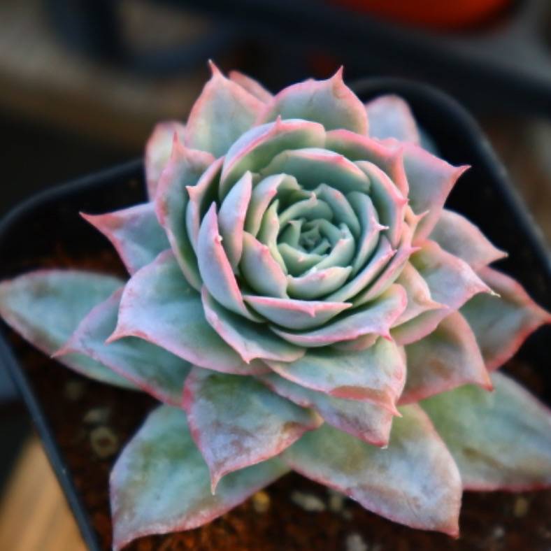 Graptoveria Rose Queen