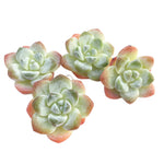 Echeveria Ice Green, Random