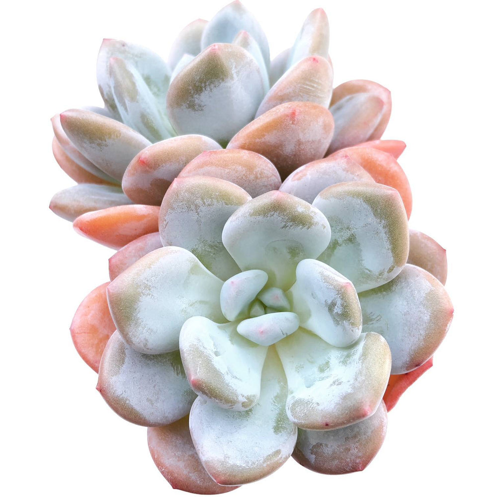 berry blues succulent Echeveria Pearl Berry, (Exact Plant) – Cedar Creek Farmhouse
