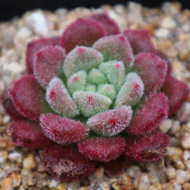 PRESALE Echeveria Carol, (Random)