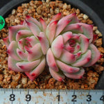 PRESALE Echeveria Chihuahuaensis, Double, (Random)