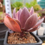 PRESALE Echeveria Hanaikada, Lightly Variegated, (Not so Random)