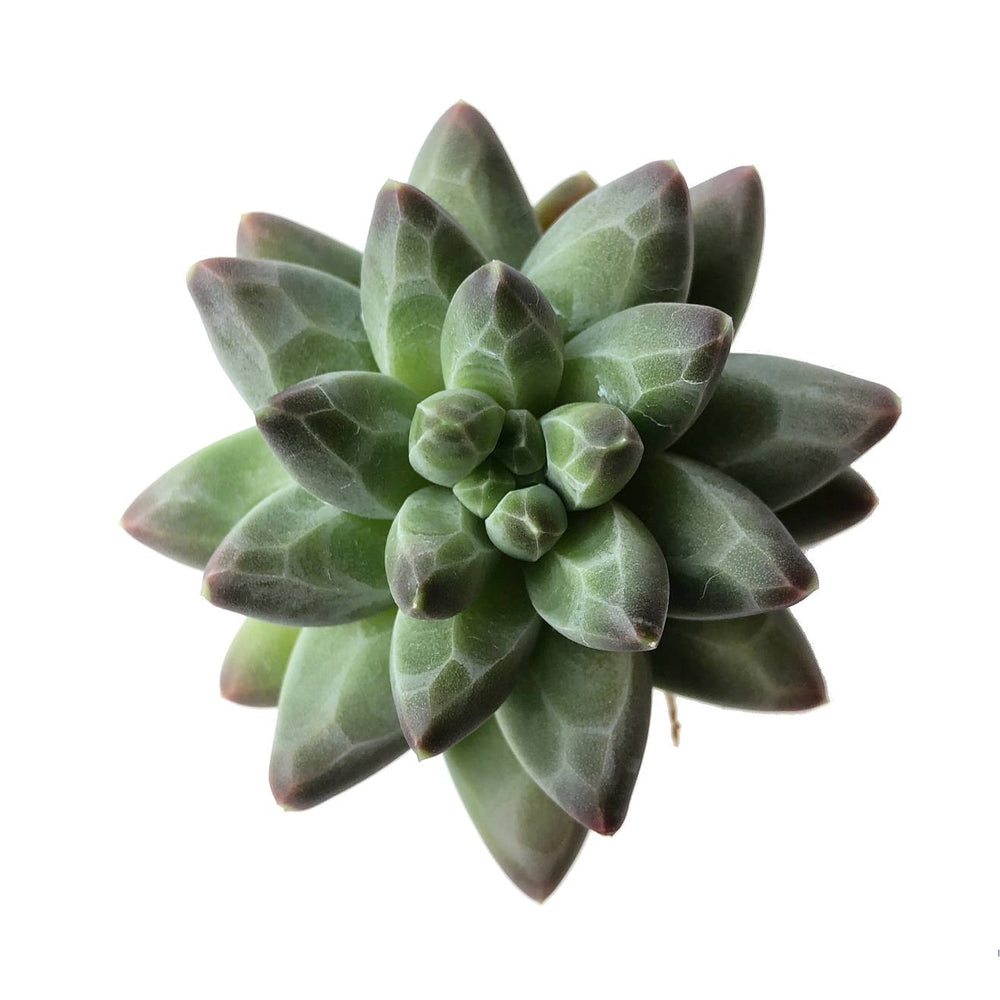 Pachyphytum Dubai