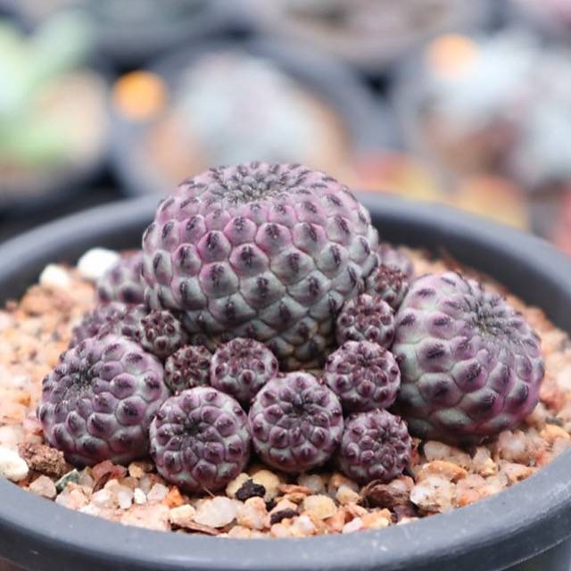 Sulcorebutia Rauschii