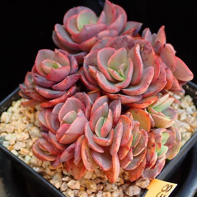 PRESALE Echeveria Suyon Cluster, (Random)