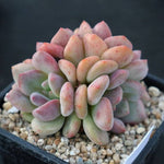 (AVAILABLE) Echeveria Ariel, (Cluster)