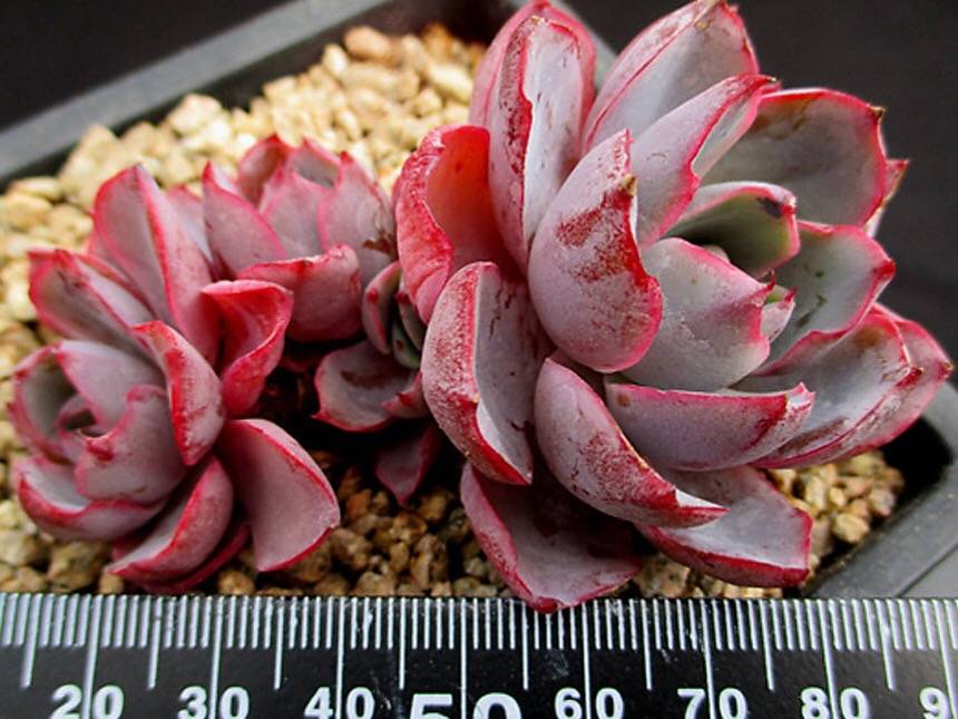 PRESALE Echeveria Hera, (Random)