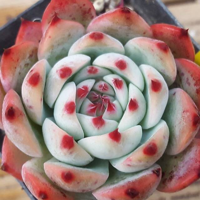 Echeveria Chihuahuaensis, (Random)