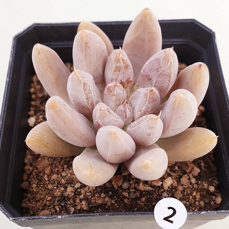 PRESALE Echeveria Tolimanensis, (Not so Random)