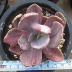 PRESALE Pachyveria Jocelyn's Joy, Variegata, (Random)