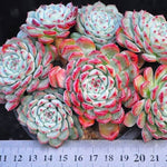 Echeveria Blue Minima, Clusters, (Random, but please read before carting!)