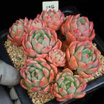 PRESALE Echeveria Nana Hook, (Random)