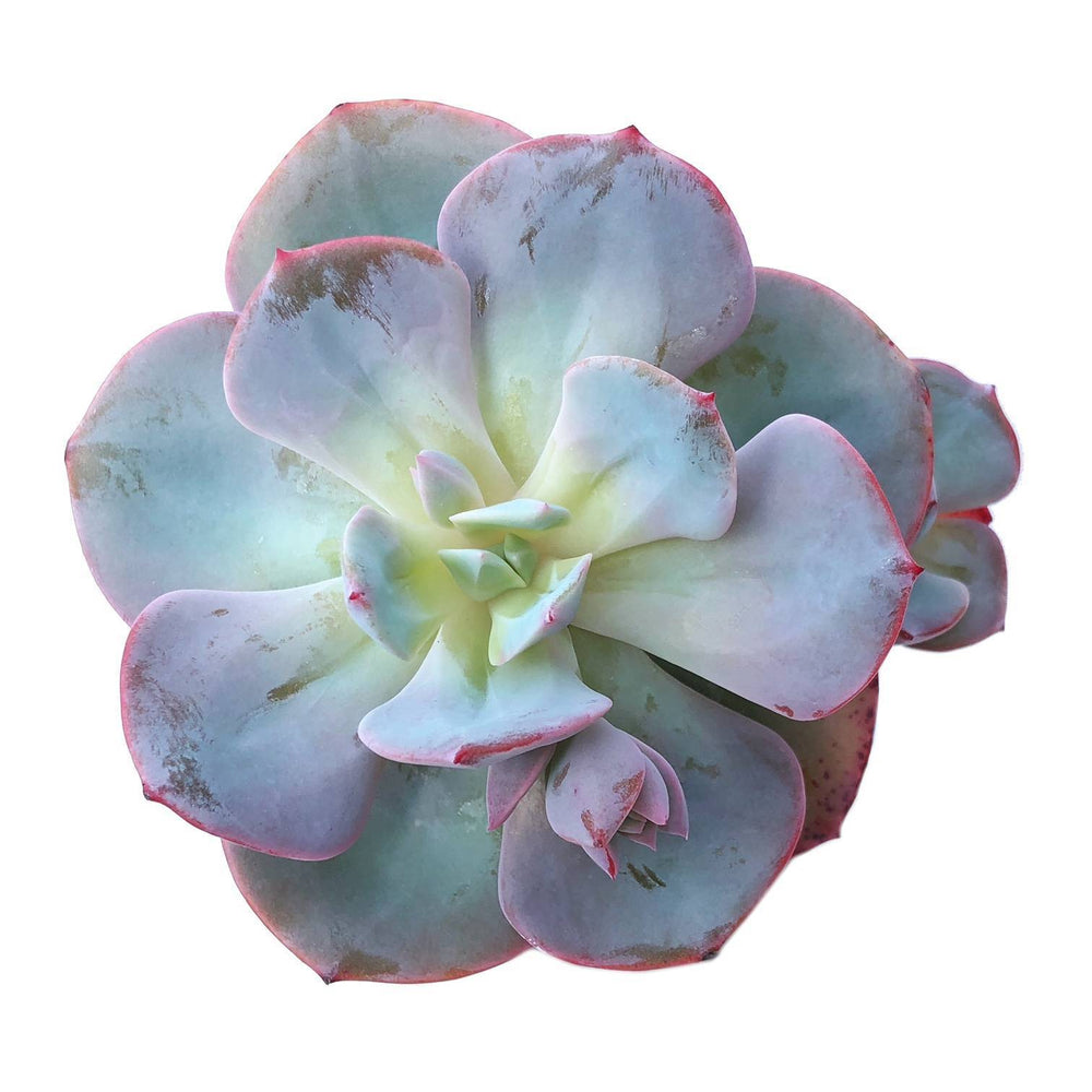 Sale! Echeveria Cazzy's White, Triple