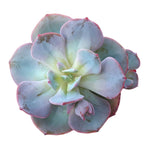 Sale! Echeveria Cazzy's White, Triple