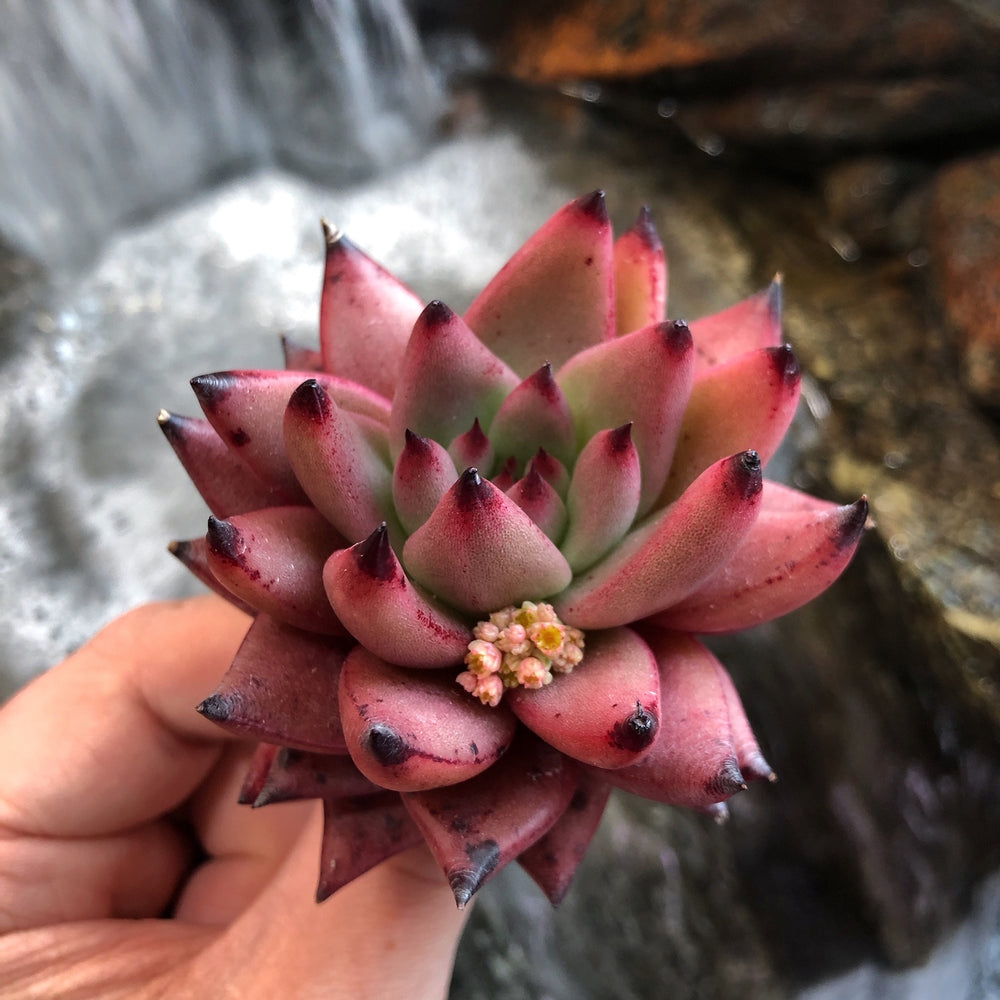 amethyst succulent Echeveria Agavoides Amethyst Hybrid – Cedar Creek Farmhouse