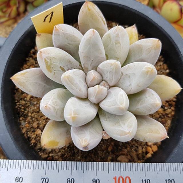 PRESALE Echeveria Tolimanensis, (Random)