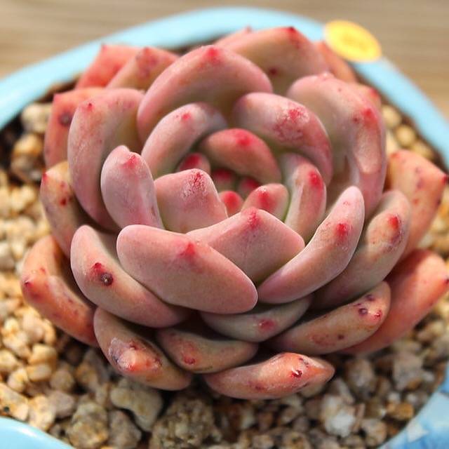 PRESALE Echeveria Ariel, (Not so Random)