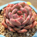 PRESALE Echeveria Ariel, (Not so Random)