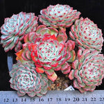 Echeveria Blue Minima, Clusters, (Random, but please read before carting!)