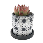 3.5" Chive Balter Pot- Chantilly Lace