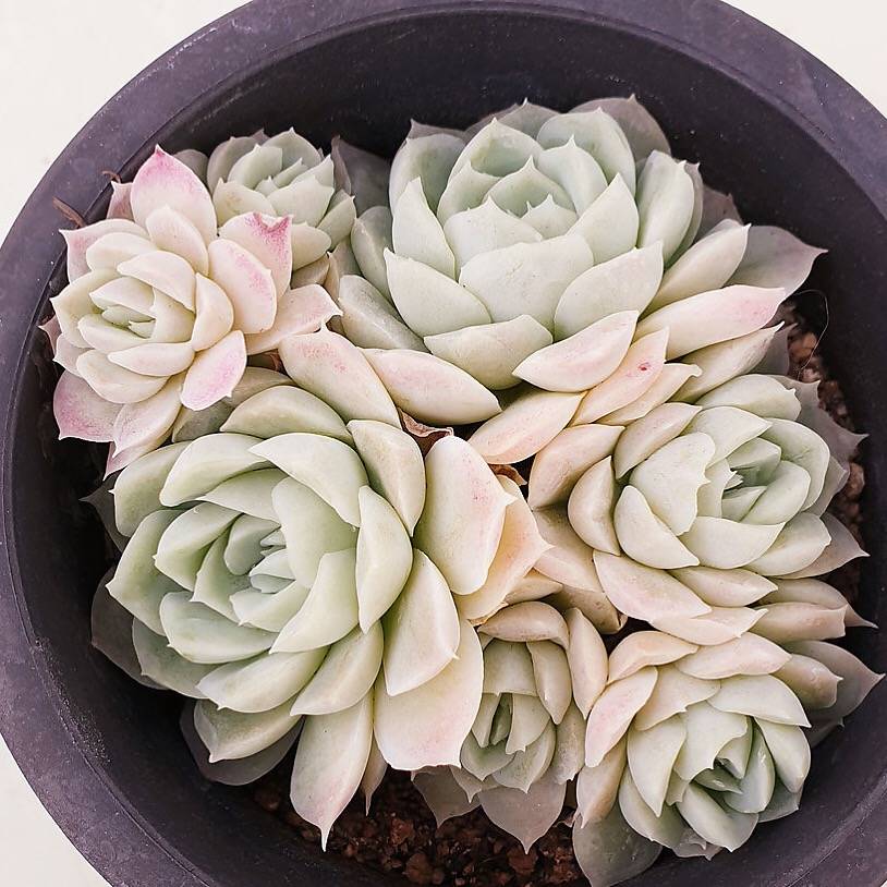 PRESALE Echeveria Hughmillus Cluster, (Random)