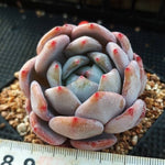 Echeveria Orange Monroe, (Random)